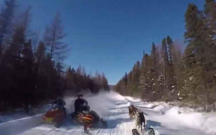 Dogsled team on a snowy trail