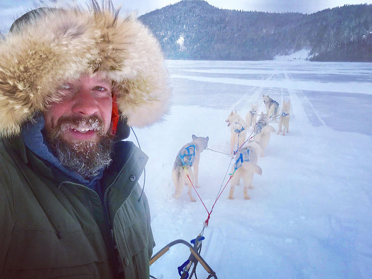 Sled dog in harness