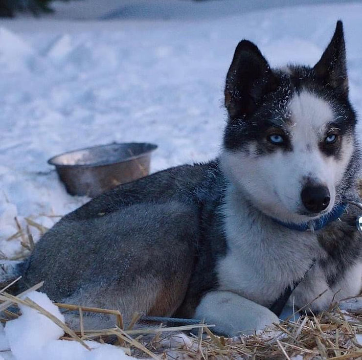 Kyra the Seppala Siberian Sleddog