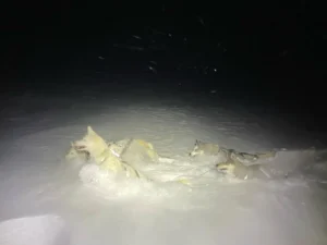 poland spring juneau vodka kyra halo