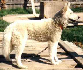 Historical Seppala Siberian dog
