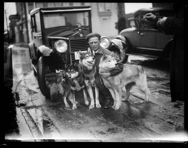 Leonhard Seppala kneeling in front of a car with three of his sled dogs, March 1927 (MOHAI 5752)