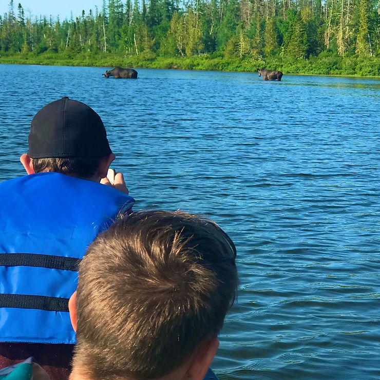 Moose grazing by the water