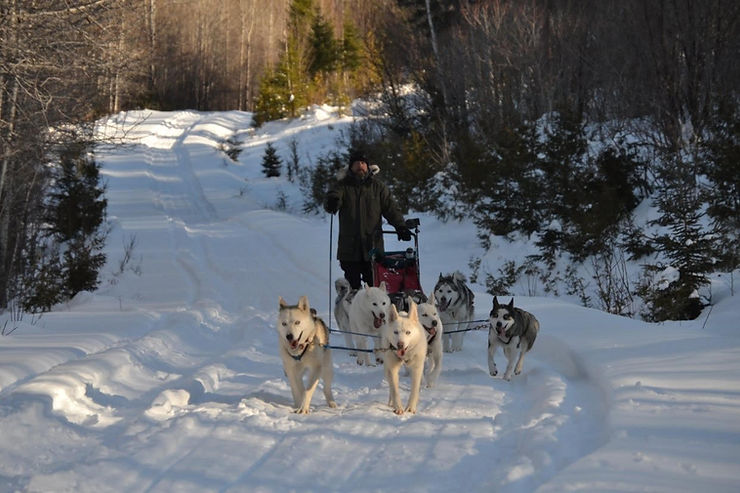 Expedition dogs in the snow