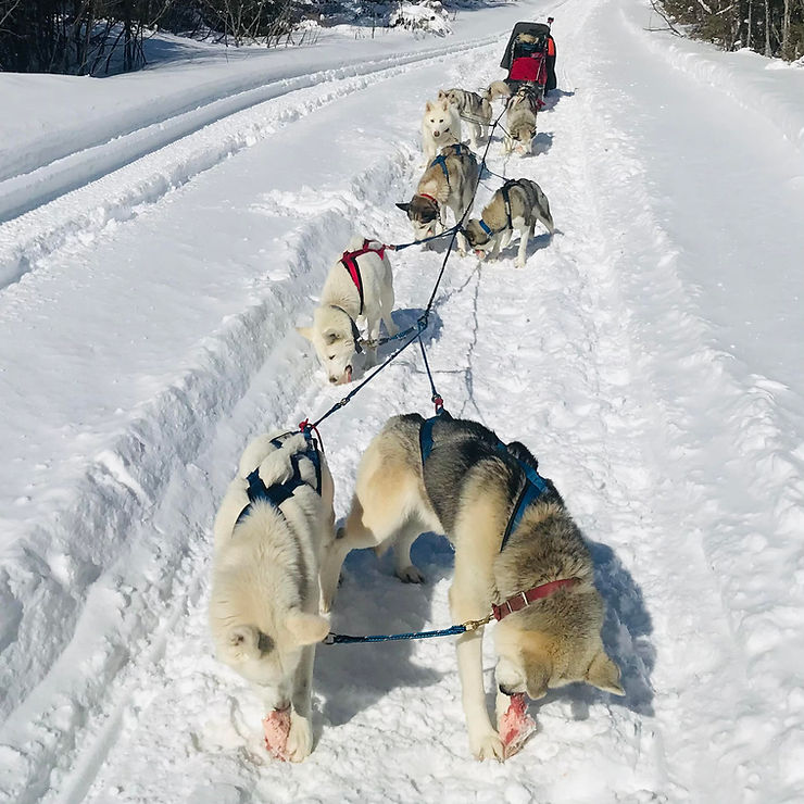 Sled dog taking a break in the sun