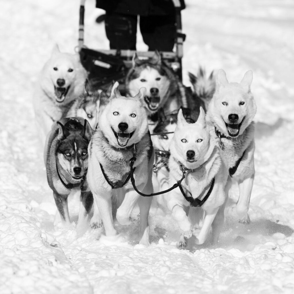 Seppala Siberian Sleddog