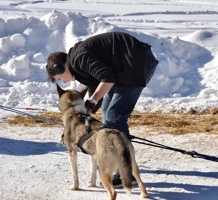 Hitching the dogsled team