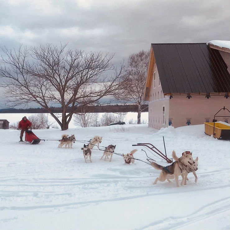 Don Hibbs mushing the team