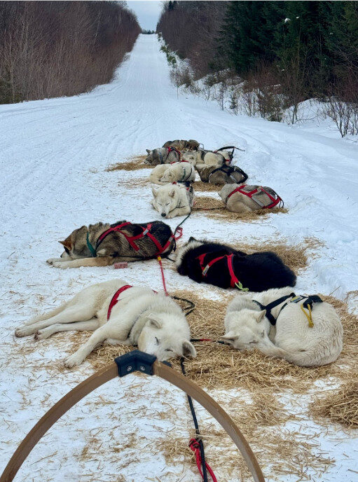 can am crown 2026 002 Dogs took every advantage given to rest on the trail, just as we trained for them to